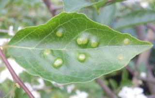 エゴノキとエゴノキにできる虫こぶ ゴール エゴノネコアシとエゴノキハヒラタマルフシ 趣味の自然観察 デジカメ持ってお散歩