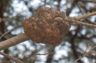 コブ病 木の枝や幹にできるコブ状に見える樹の病気 奇形 です 趣味の自然観察 デジカメ持ってお散歩