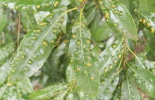 シラカシの葉にできるボツボツした虫こぶ シラカシハクボミフシ 趣味の自然観察 デジカメ持ってお散歩