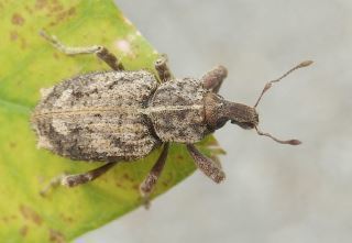 シロコブゾウムシ、トホシオサゾウムシ、アシナガオニゾウムシ