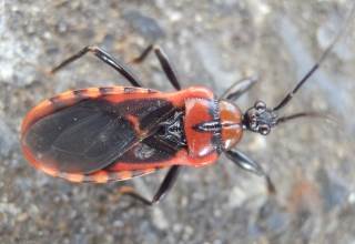 アカシマサシガメ.JPG