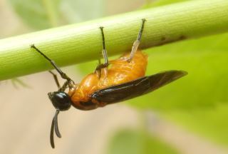 ルリチュウレンジ アカスジチュウレンジ シモツケマルハバチ カブラハバチ ニホンカブラハバチ チャイロハバチ オスグロハバチ イヌノフグリハバチ ハバチの仲間８種類を見つけました 趣味の自然観察 デジカメ持ってお散歩