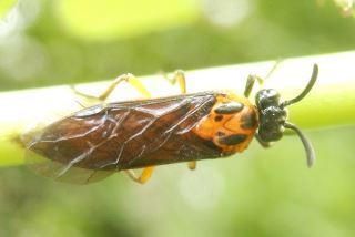 ルリチュウレンジ アカスジチュウレンジ シモツケマルハバチ カブラハバチ ニホンカブラハバチ チャイロハバチ オスグロハバチ イヌノフグリハバチ ハバチの仲間８種類を見つけました 趣味の自然観察 デジカメ持ってお散歩