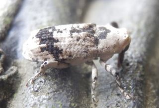 シロコブゾウムシ、トホシオサゾウムシ、アシナガオニゾウムシ