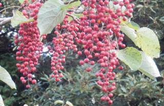 イイギリ 赤いブドウのような実をつける木です 趣味の自然観察 デジカメ持ってお散歩