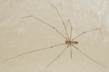 家 蜘蛛 細い - home.infotiket.com