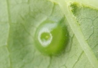 エゴノキとエゴノキにできる虫こぶ ゴール エゴノネコアシとエゴノキハヒラタマルフシ 趣味の自然観察 デジカメ持ってお散歩