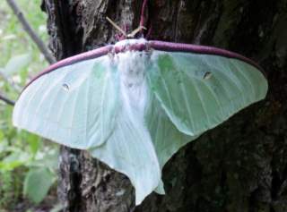オオミズアオ オナガミズアオ 淡い緑色の大きな蛾です 趣味の自然観察 デジカメ持ってお散歩