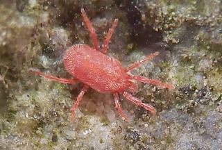 カベアナタカラダニ ・タカラダニ科.JPG