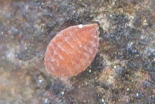 カベアナタカラダニ、不明?.JPG