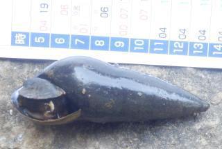 カワニナ 黒っぽい淡水にいる巻貝です 趣味の自然観察 デジカメ持ってお散歩