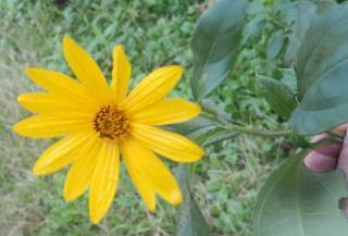 キクイモ 食用にもなる黄色い花が咲く外来植物です 似た植物にオオハンゴンソウ アラゲハンゴンソウがあります 趣味の自然観察 デジカメ持ってお散歩