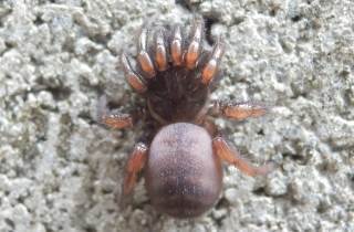 キシノウエトタテグモ2.JPG
