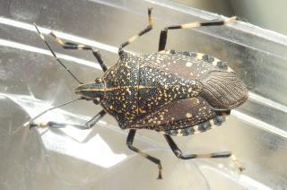 キマダラカメムシ追加家に入るカメムシ.JPG