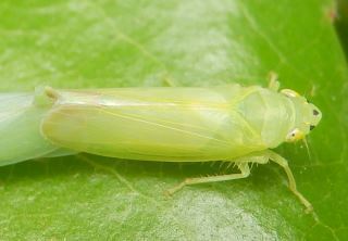 昆虫 7 趣味の自然観察 デジカメ持ってお散歩