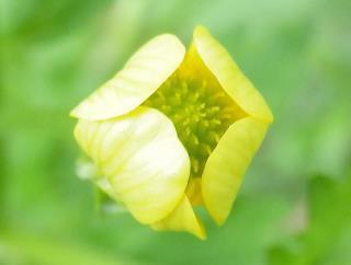 ケキツネノボタン花1.JPG