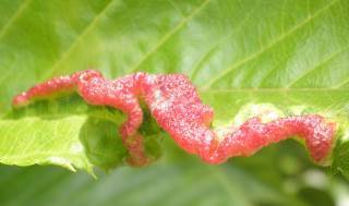 サクラの葉にできる赤い虫こぶ サクラハトサカフシ サクラハチヂミフシなどがあります 趣味の自然観察 デジカメ持ってお散歩