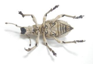 豪州のハイカラな大型ゾウムシ 昆虫用品