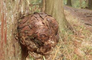 コブ病 木の枝や幹にできるコブ状に見える樹の病気 奇形 です 趣味の自然観察 デジカメ持ってお散歩