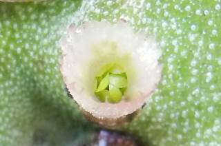 ゼニゴケ無性芽器1.jpg