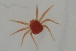 タカラダニの1種1.JPG
