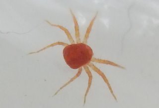 タカラダニの1種2.JPG