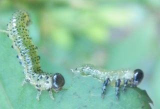 ルリチュウレンジ アカスジチュウレンジ シモツケマルハバチ カブラハバチ ニホンカブラハバチ チャイロハバチ オスグロハバチ イヌノフグリハバチ ハバチの仲間８種類を見つけました 趣味の自然観察 デジカメ持ってお散歩