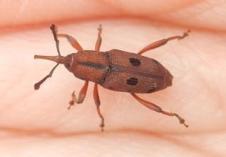 シロコブゾウムシ、トホシオサゾウムシ、アシナガオニゾウムシ
