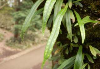 ノキシノブ ヒメノキシノブ 木に生えているシダ植物です 趣味の自然観察 デジカメ持ってお散歩