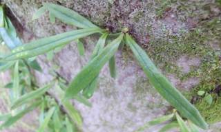 ノキシノブ ヒメノキシノブ 木に生えているシダ植物です 趣味の自然観察 デジカメ持ってお散歩