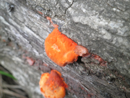 ヒイロタケ 橙色のキノコと粘菌ムラサキホコリ 趣味の自然観察 デジカメ持ってお散歩