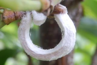 木の枝にある白いリング状の輪の正体は ヒモワタカイガラムシです 趣味の自然観察 デジカメ持ってお散歩
