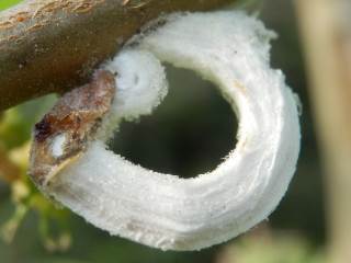 木の枝にある白いリング状の輪の正体は ヒモワタカイガラムシです 趣味の自然観察 デジカメ持ってお散歩