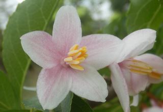 エゴノキとエゴノキにできる虫こぶ ゴール エゴノネコアシとエゴノキハヒラタマルフシ 趣味の自然観察 デジカメ持ってお散歩