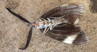 ホタルガ 毒がある赤い顔の蛾です 趣味の自然観察 デジカメ持ってお散歩