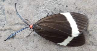 ホタルガ 毒がある赤い顔の蛾です 趣味の自然観察 デジカメ持ってお散歩