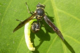 ミカドトックリバチ トックリバチ とドロバチヤドリニクバエ 趣味の自然観察 デジカメ持ってお散歩