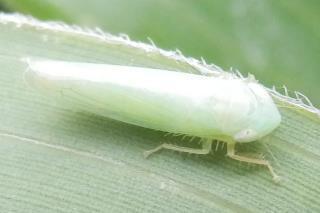 昆虫 7 趣味の自然観察 デジカメ持ってお散歩