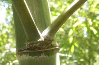 モウソウチク マダケ ハチク 日本を代表する竹を調べてみました 趣味の自然観察 デジカメ持ってお散歩