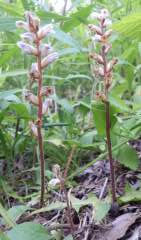 オオキンケイギク ヘラオオバコ ヤセウツボ 嫌われ者の外来種の植物です 趣味の自然観察 デジカメ持ってお散歩