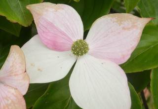 ヤマボウシ 花と食べられる赤い実が楽しめる植物です 趣味の自然観察 デジカメ持ってお散歩