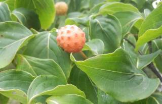 ヤマボウシ 花と食べられる赤い実が楽しめる植物です 趣味の自然観察 デジカメ持ってお散歩