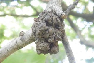 コブ病 木の枝や幹にできるコブ状に見える樹の病気 奇形 です 趣味の自然観察 デジカメ持ってお散歩