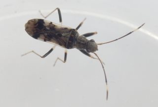 ヨツボシヒョウタンナガカメムシ2.JPG