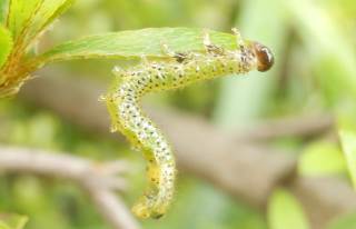 ルリチュウレンジ アカスジチュウレンジ シモツケマルハバチ カブラハバチ ニホンカブラハバチ チャイロハバチ オスグロハバチ イヌノフグリハバチ ハバチの仲間８種類を見つけました 趣味の自然観察 デジカメ持ってお散歩